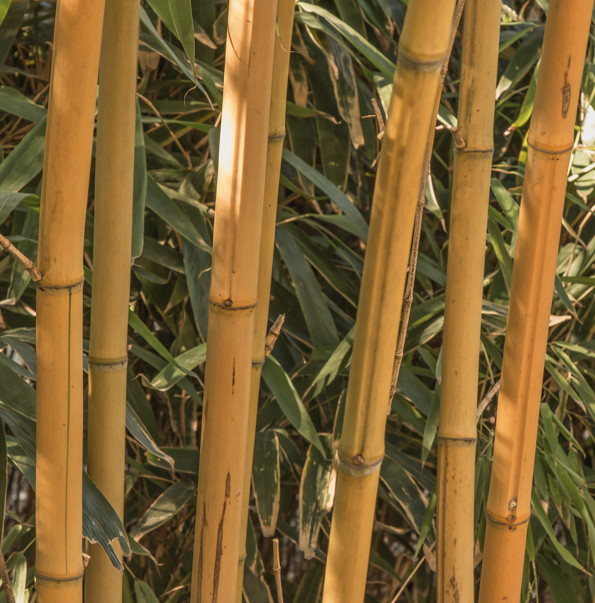 bambuszgerinc