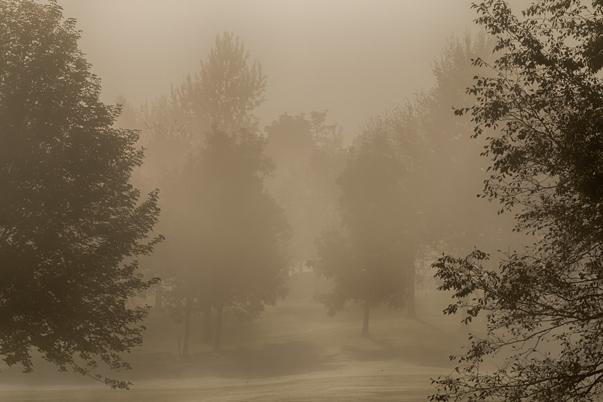 Bäume im Nebel Wagrati